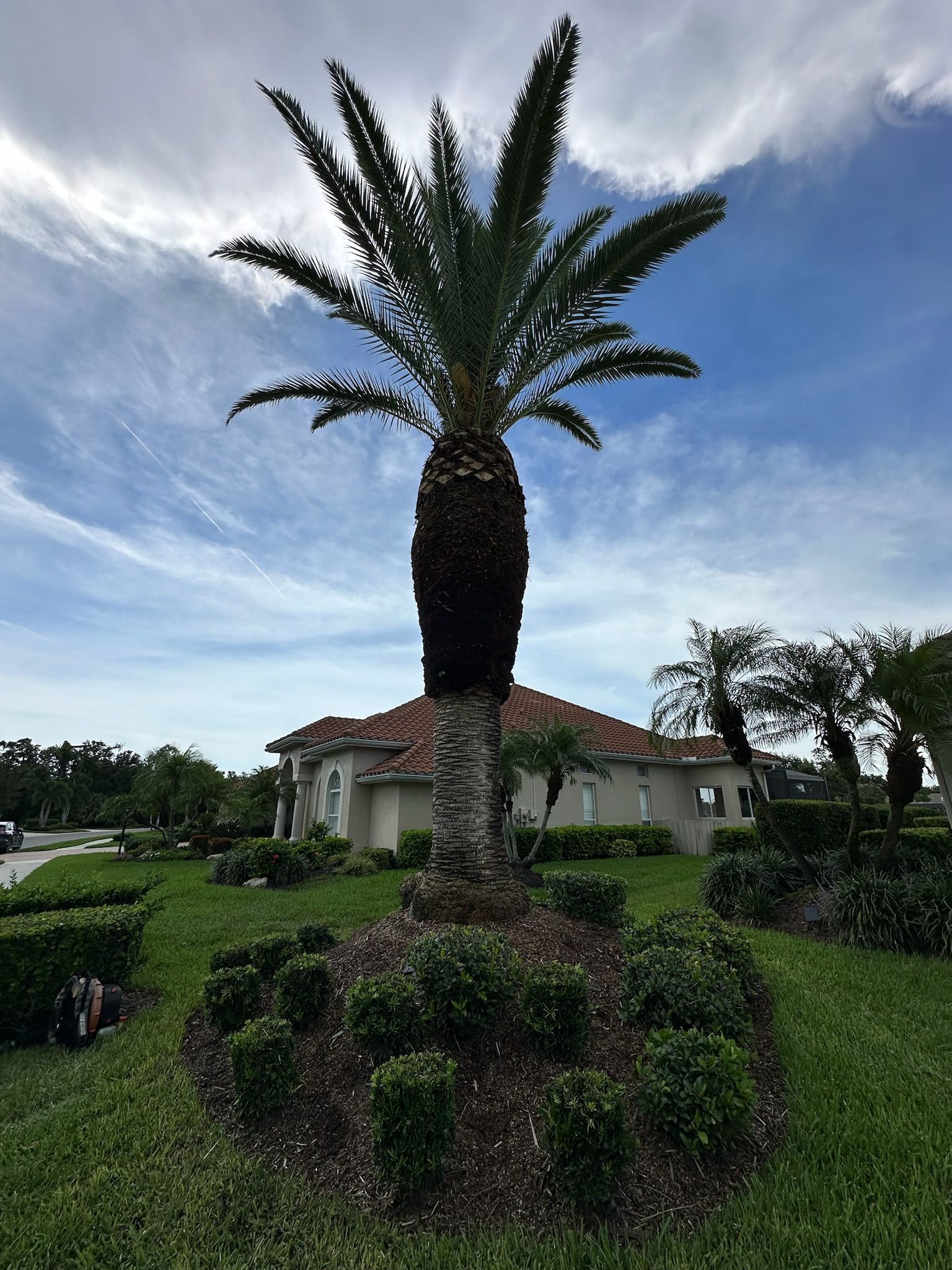 Large palm tree in front of a house, surrounded by green shrubbery under a blue sky.