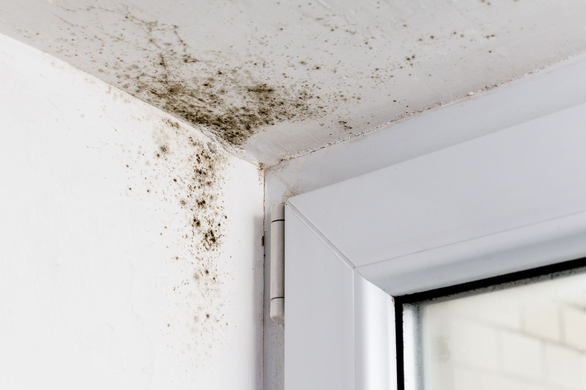 mold removal services