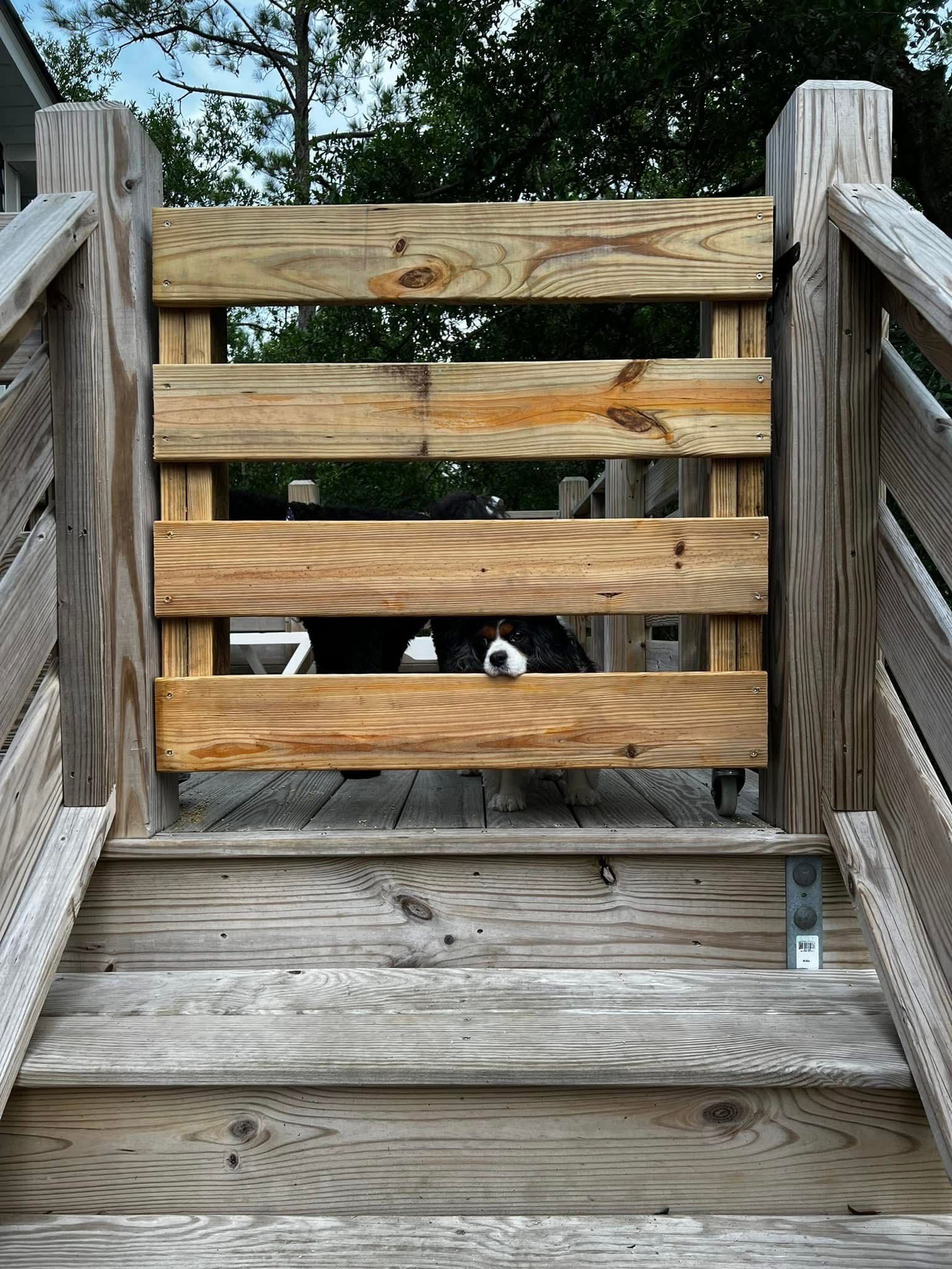 Two dogs peeking through a wooden gate on a weathered outdoor stairway