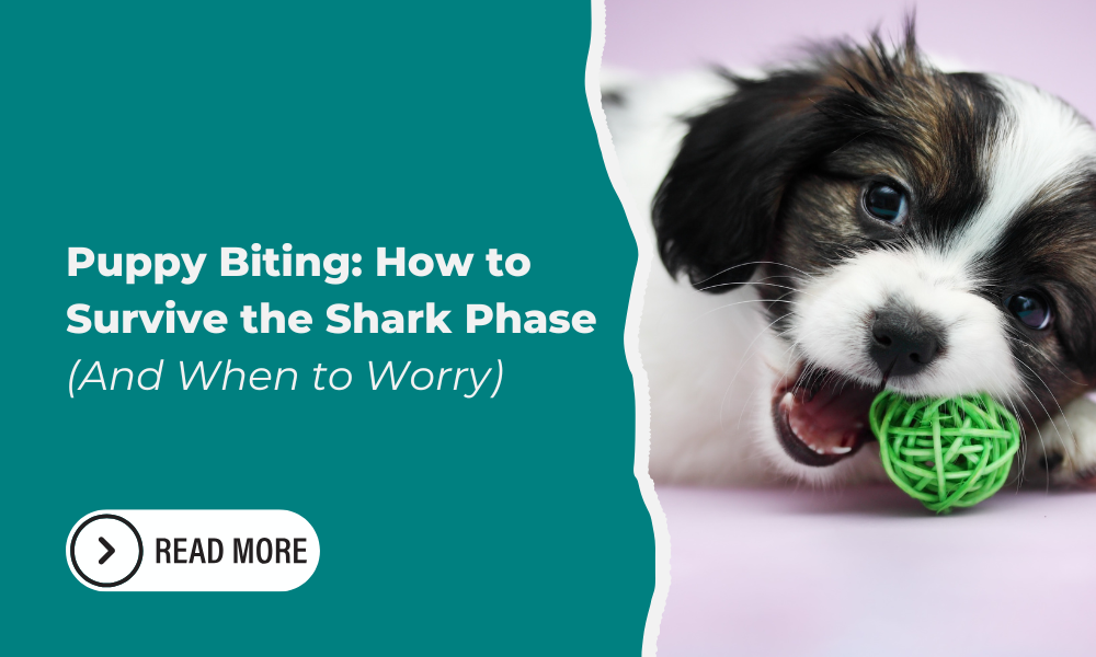 Puppy Biting: How to Survive the Shark Phase (And When to Worry)