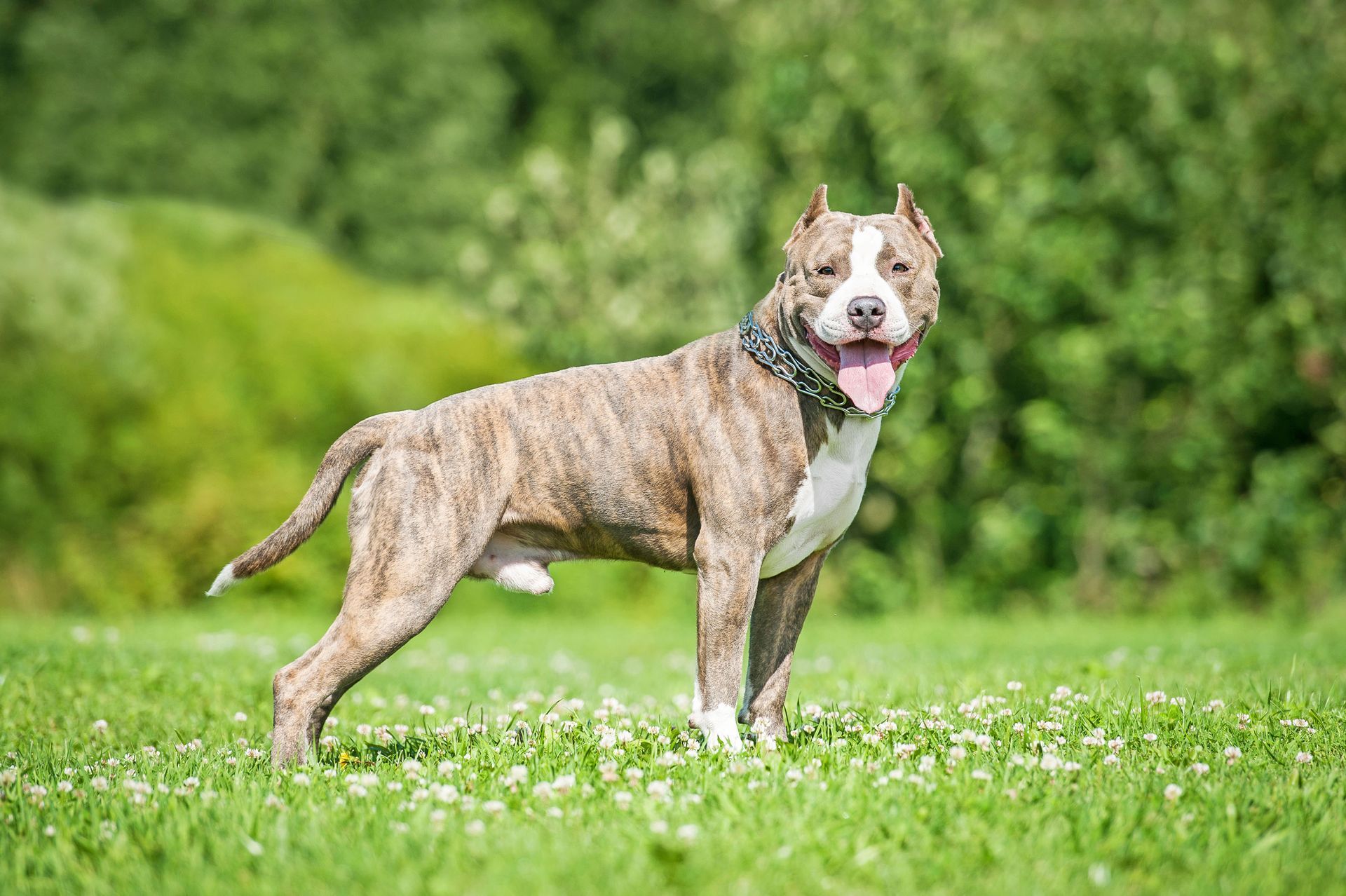 The Top Traits to Look For When Hiring a Dog Trainer