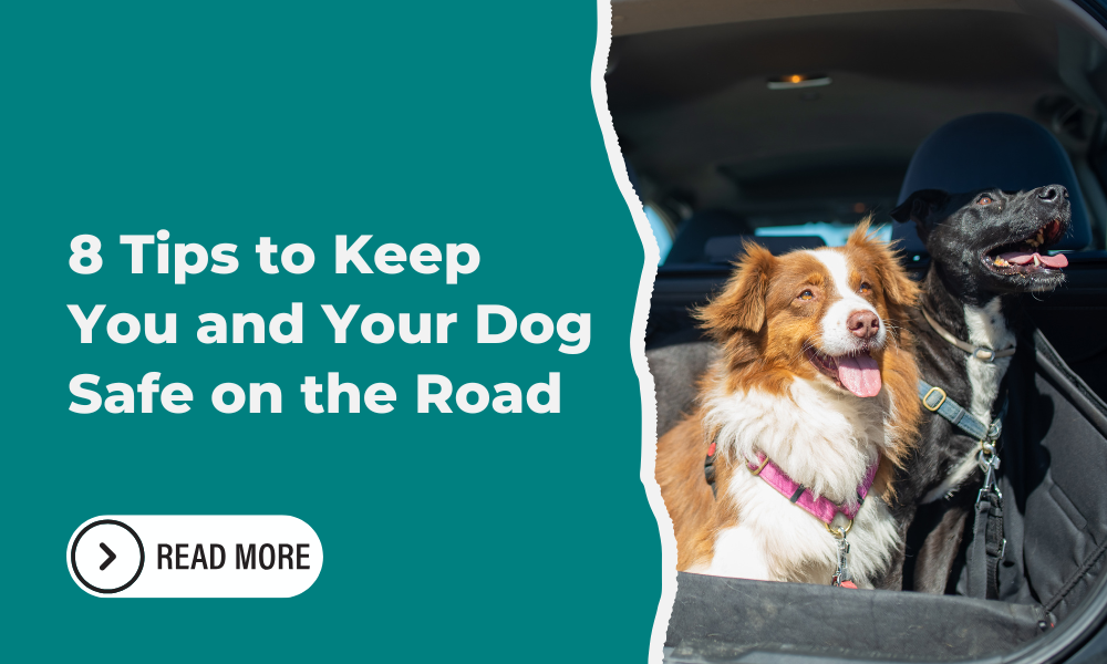 8 Tips to Keep You and Your Dog Safe on the Road