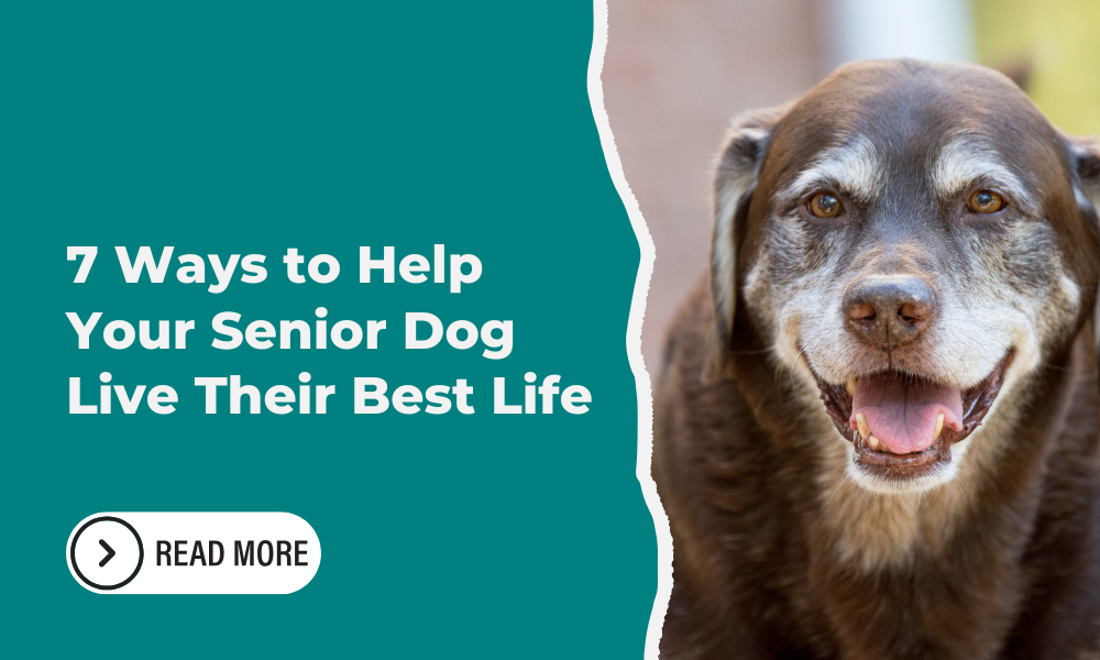 7 Ways to Help Your Senior Dog Live Their Best Life