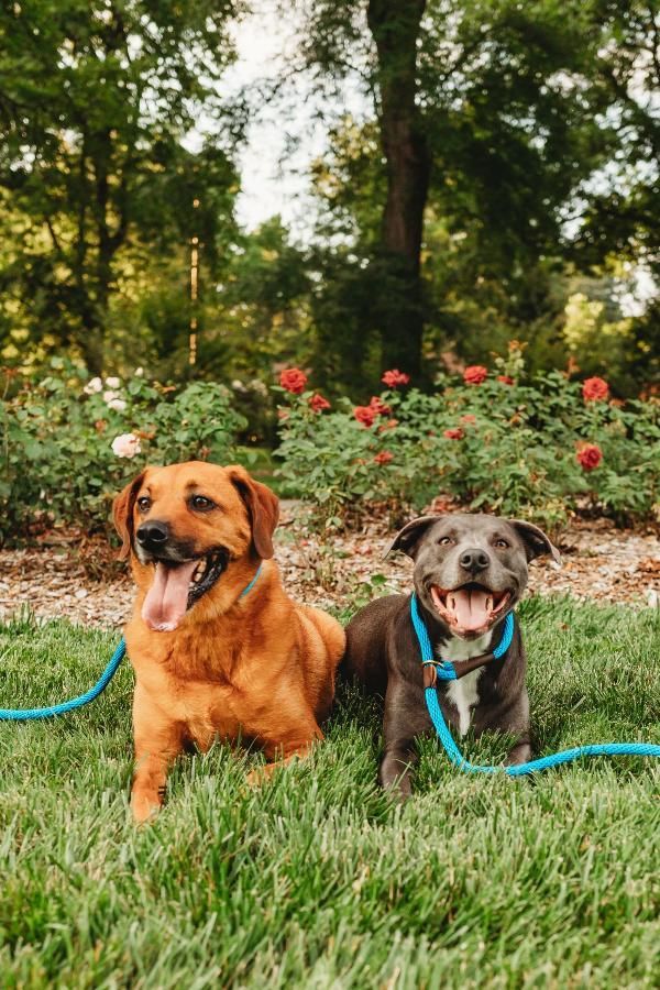 Two dogs are laying in the grass on leashes.