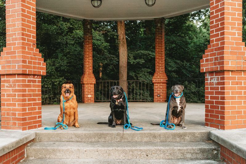 Three dogs are sitting on the steps of a gazebo.