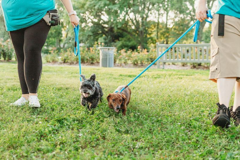 A man and a woman are walking two dogs in a park.