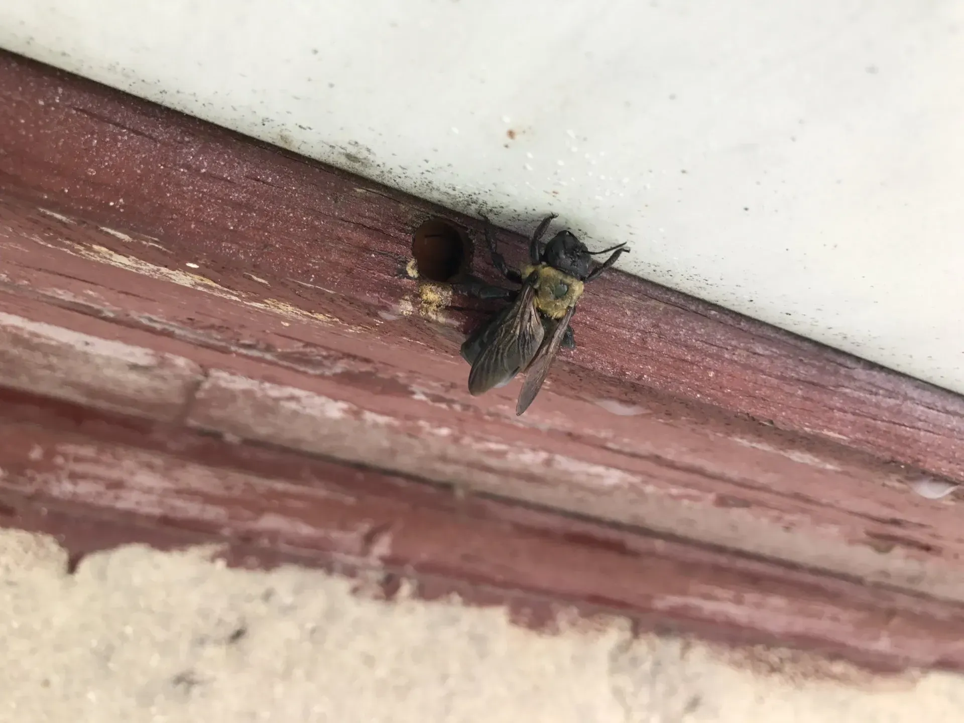 Wood Boring Bees Living in  a Home