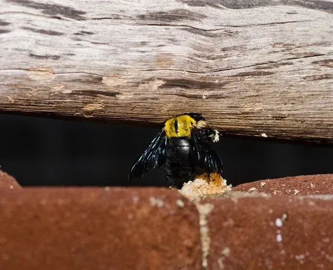 Carpenter Bee Chewing Wood
