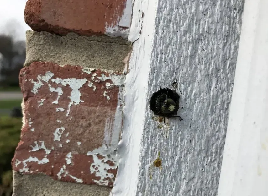 Wood Bees Emerging from Wood