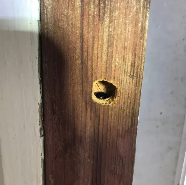 A Carpenter Bee Chewing Wood Trim
