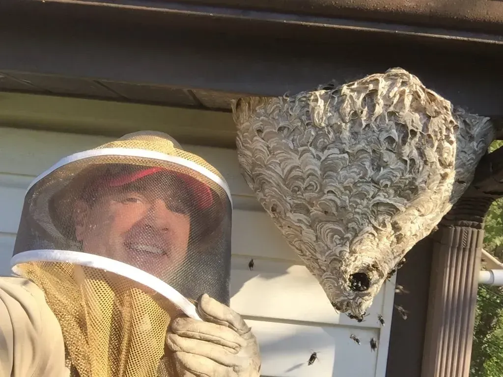 Hornet Exterminator Needed for this Giant Hornet Nest
