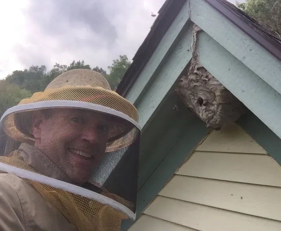 Controling Hornets on a Roof