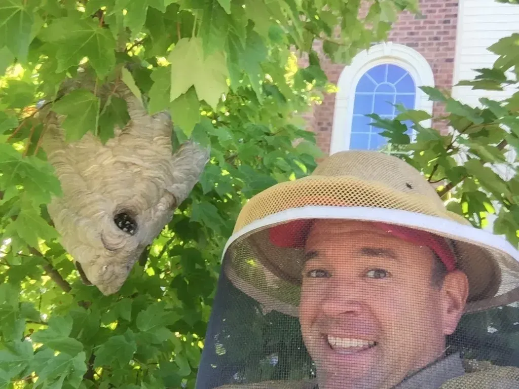 Removing a Large Hornets Nest From a Tree