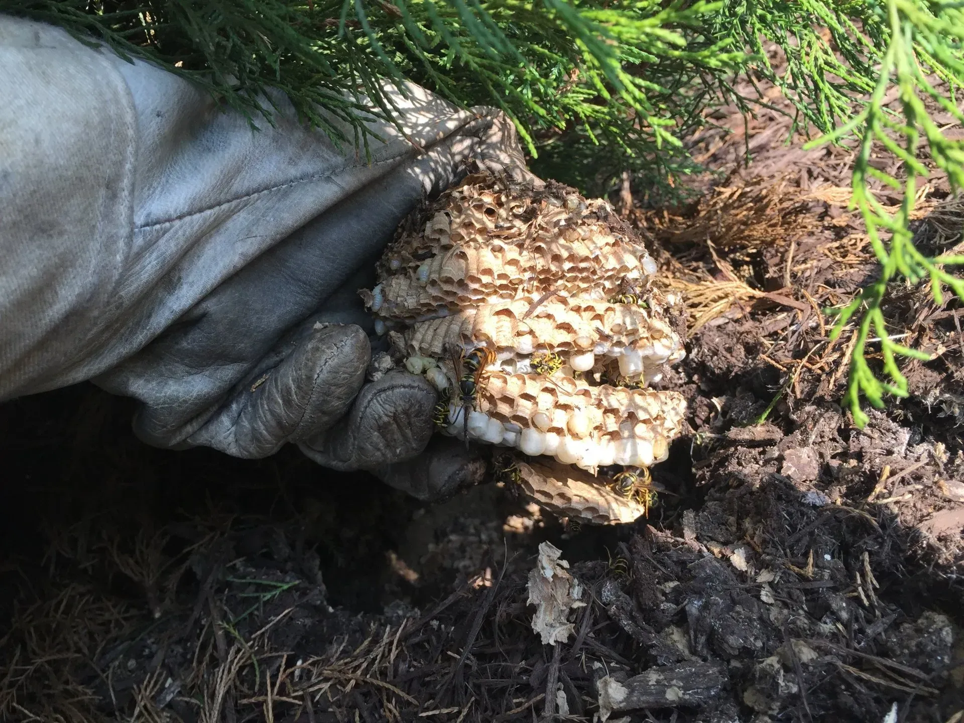 Ground Bee Nest is Removed from a Home