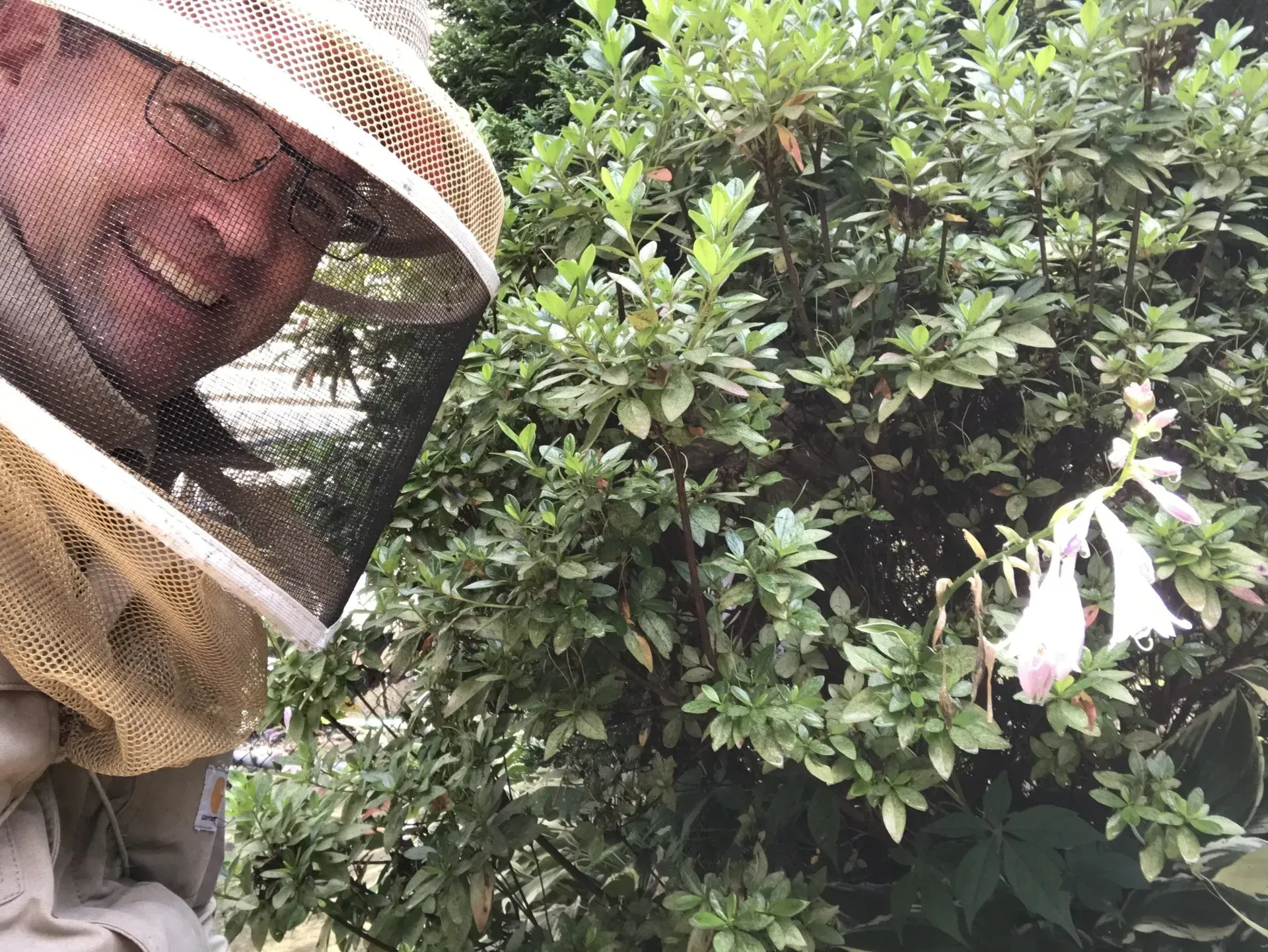 Large Bee Nest in Bush