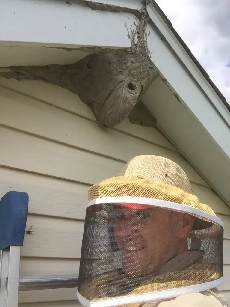 Very Large Hornet Nest at the Peak of a Home's roof