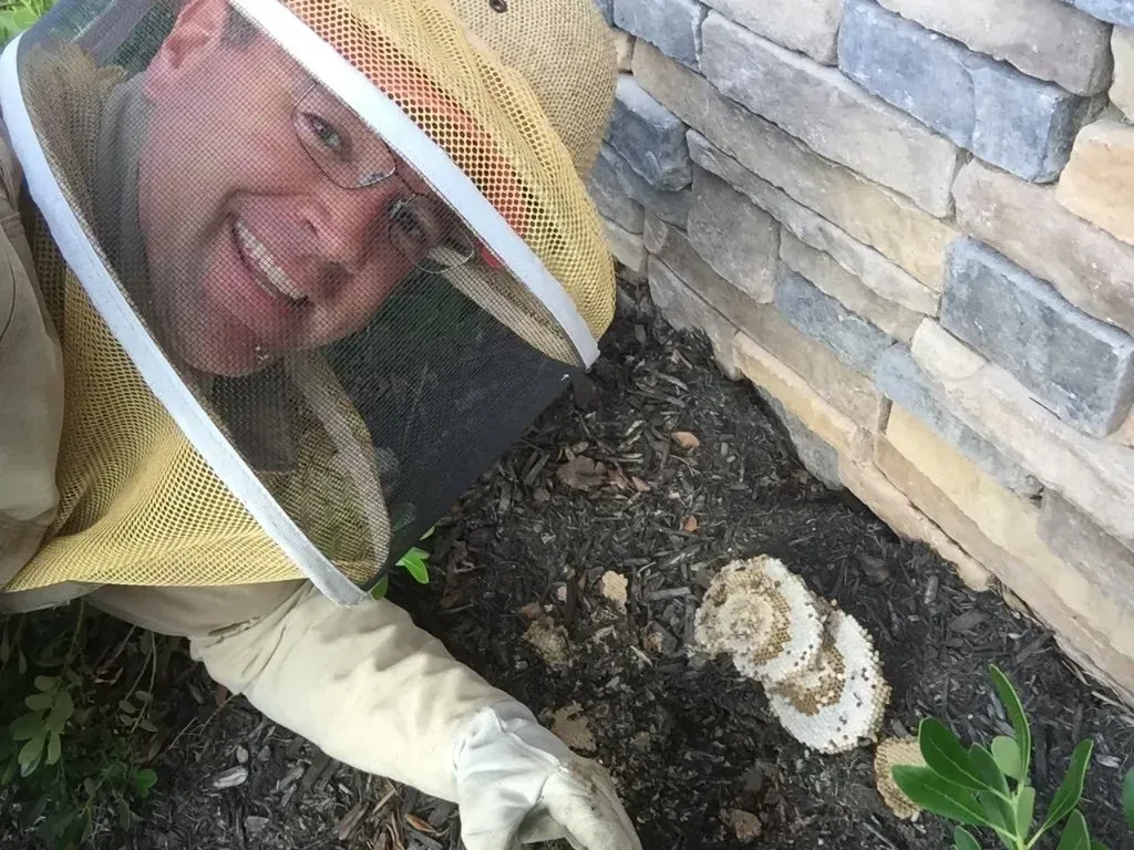 Ground Bees being Removed from a Mulch Bed