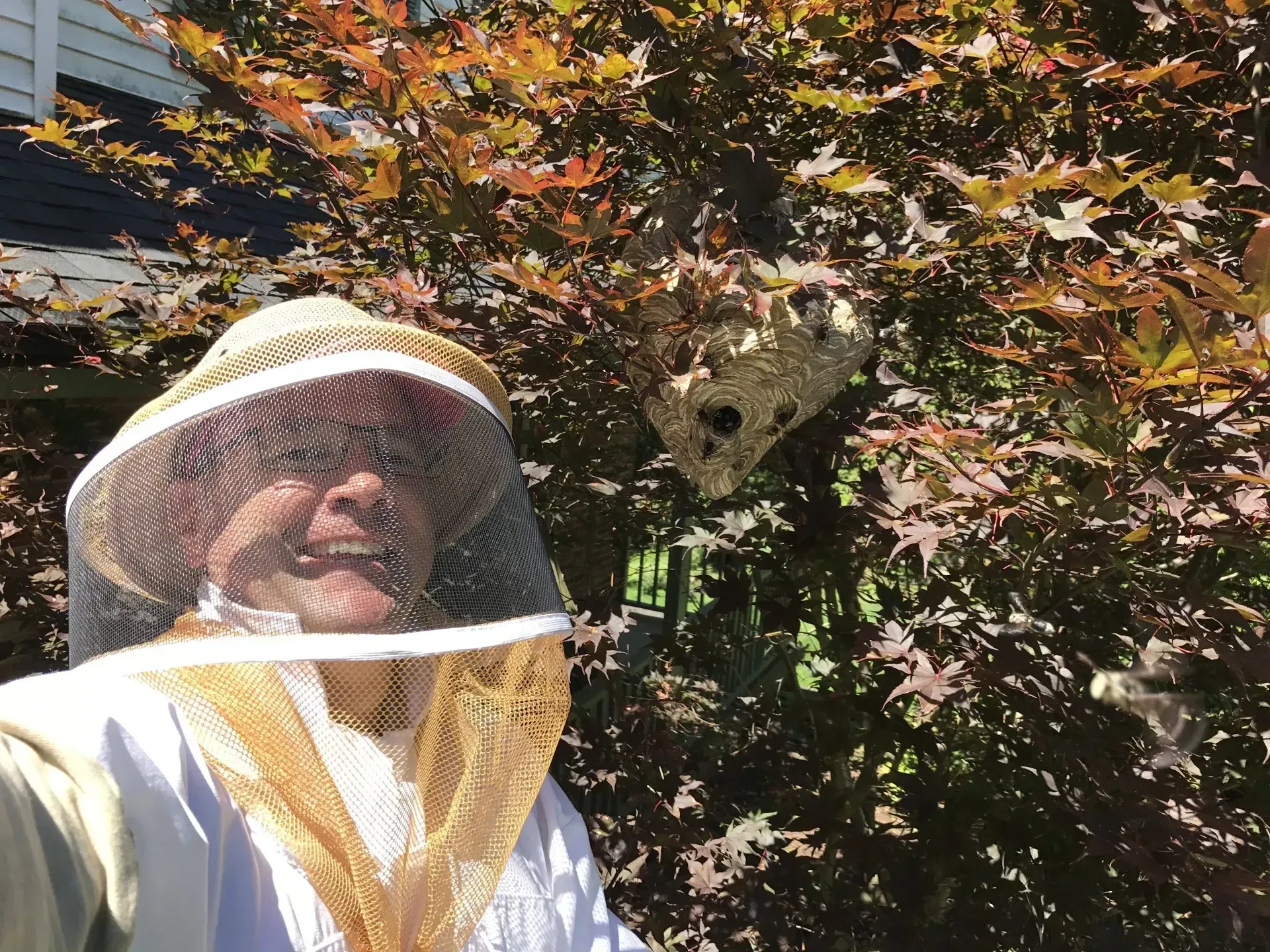Removing a  Rather Nasty Hornets Nest