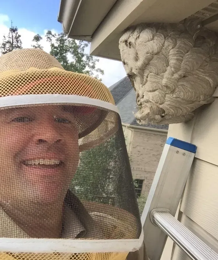 Removing a Paper Wasps Nest from a Roofline