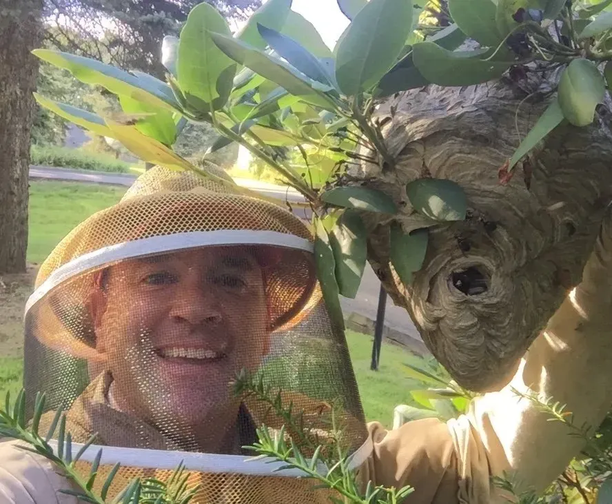 Hornet Nest Removal from a Bush
