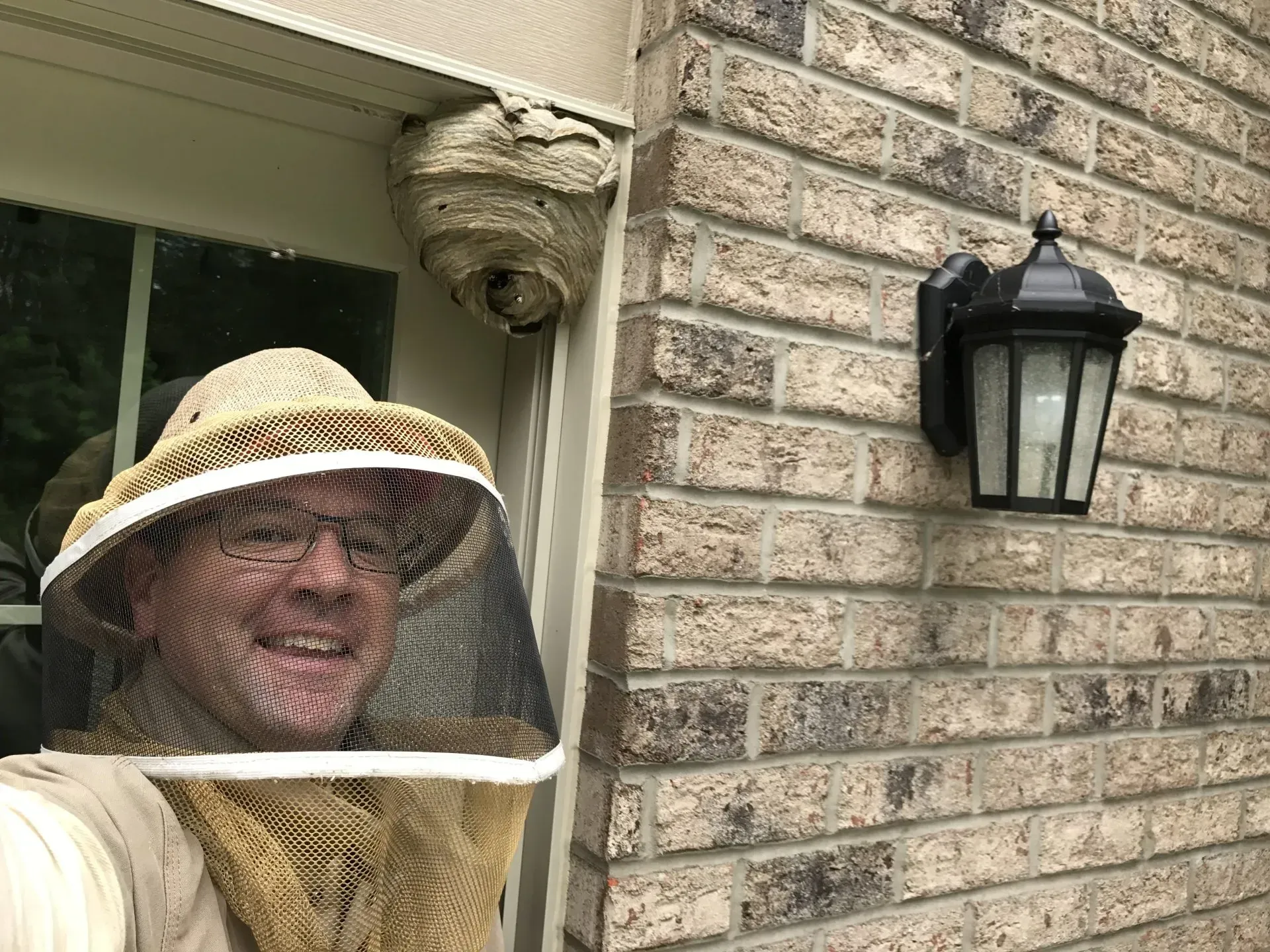 Hornets Nest by a Window