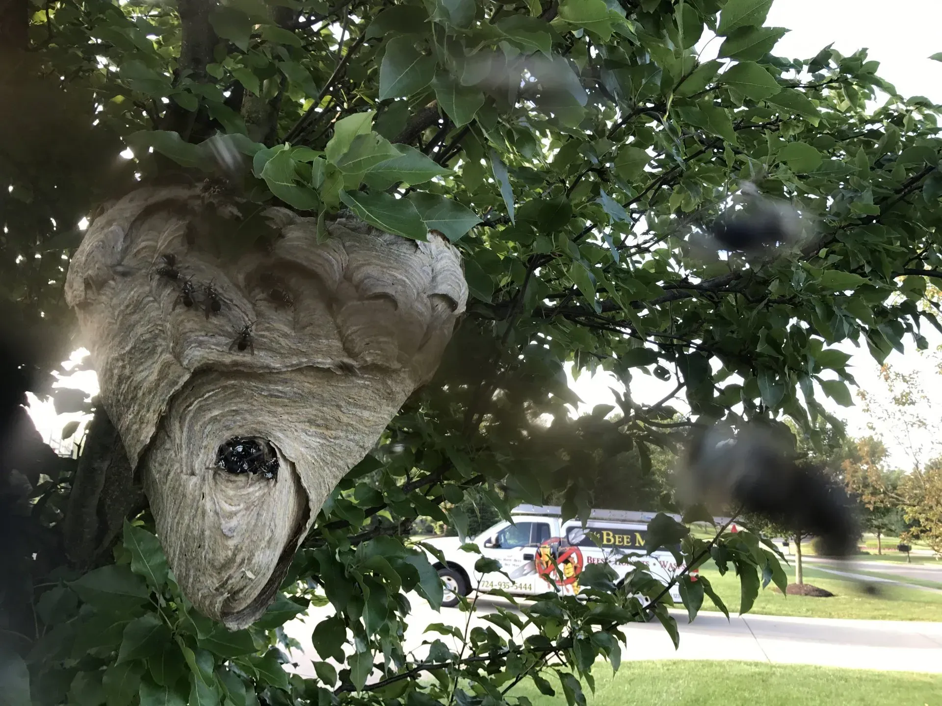 Hornet Nest and The Bee Man's Truck