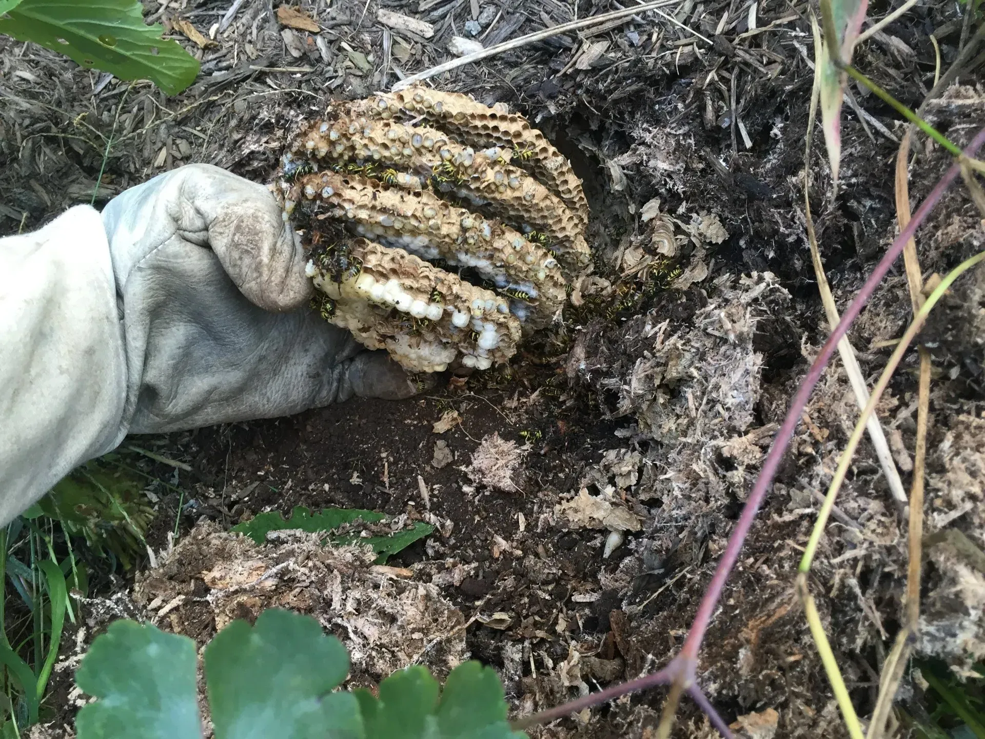 Ground Bees Being Removed