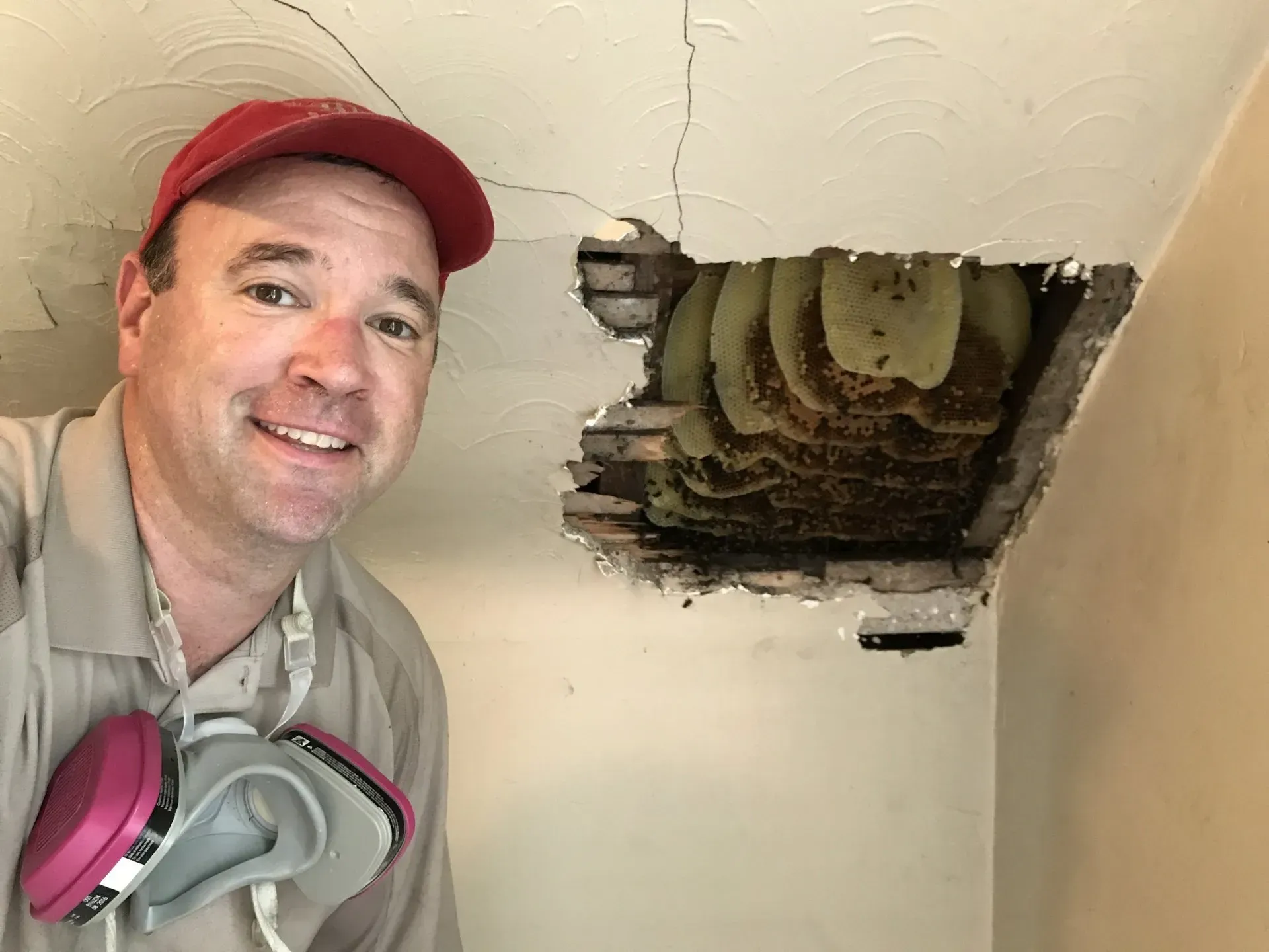 The Bee Man Removes a Colony of Honey Bees from a Home