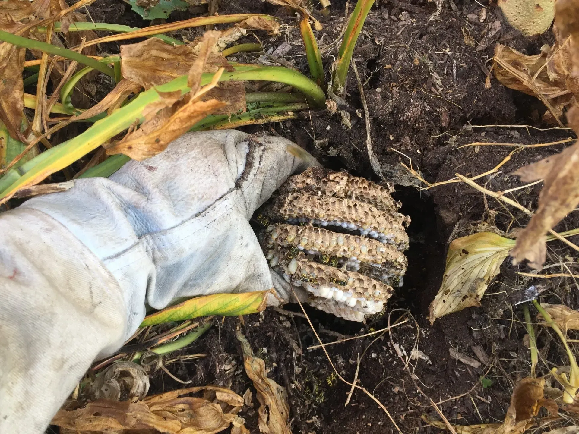 Ground Bees