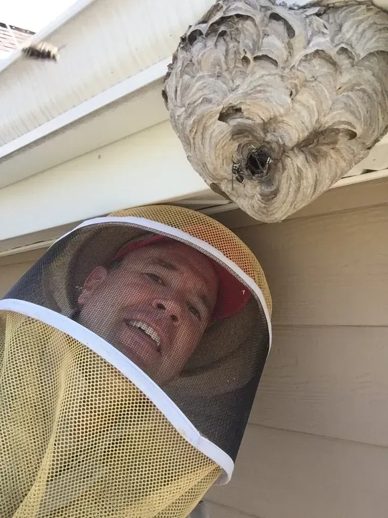 Hornets on a Roofline