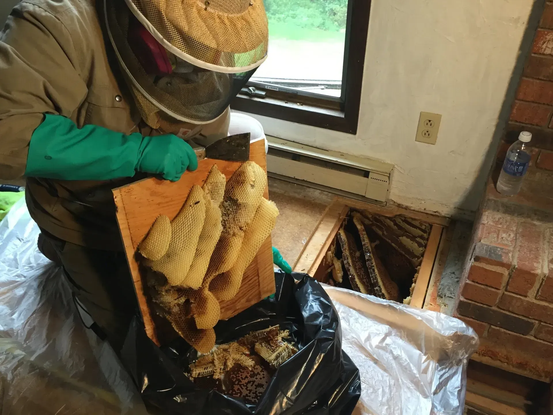 Honey Bees being Removed from a floor