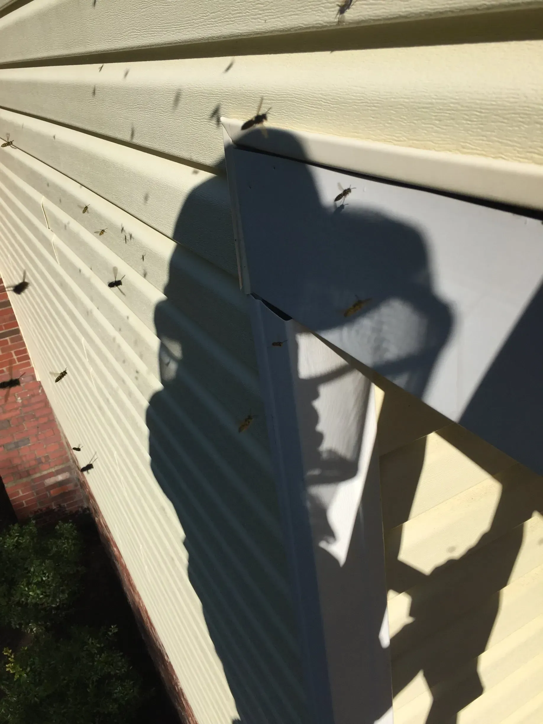 Interesting Photo of  Yellow Jacket Control