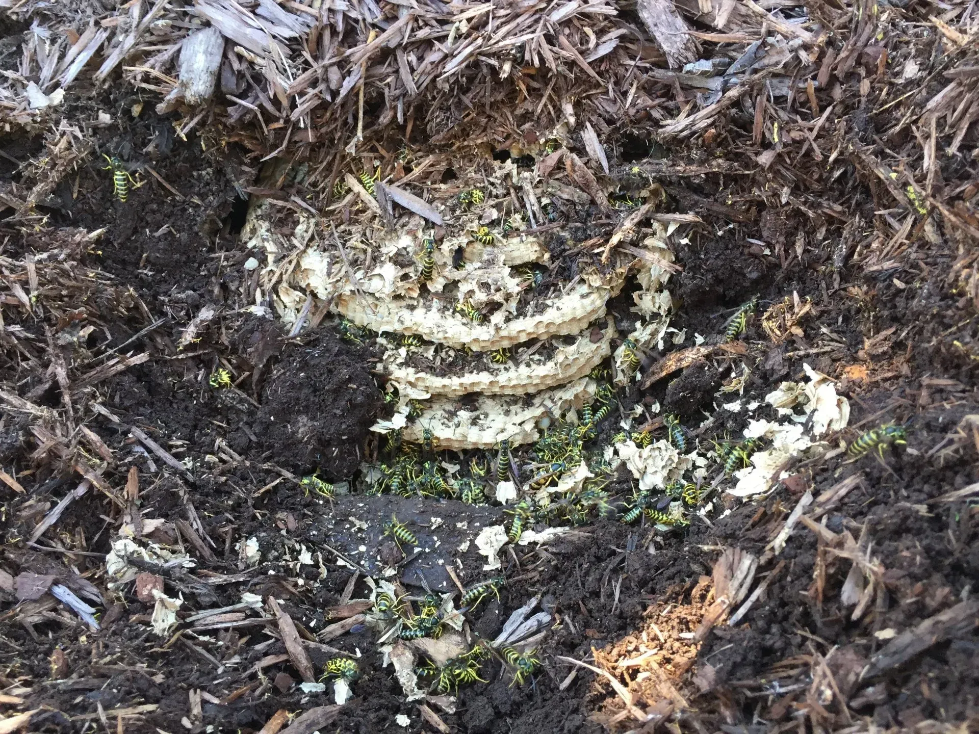 Extremely Large Ground Bee Nest
