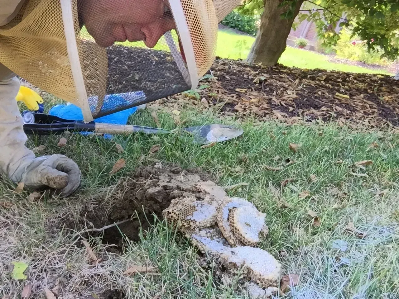 The Bee Man is Removing a Large Ground Bee Nest