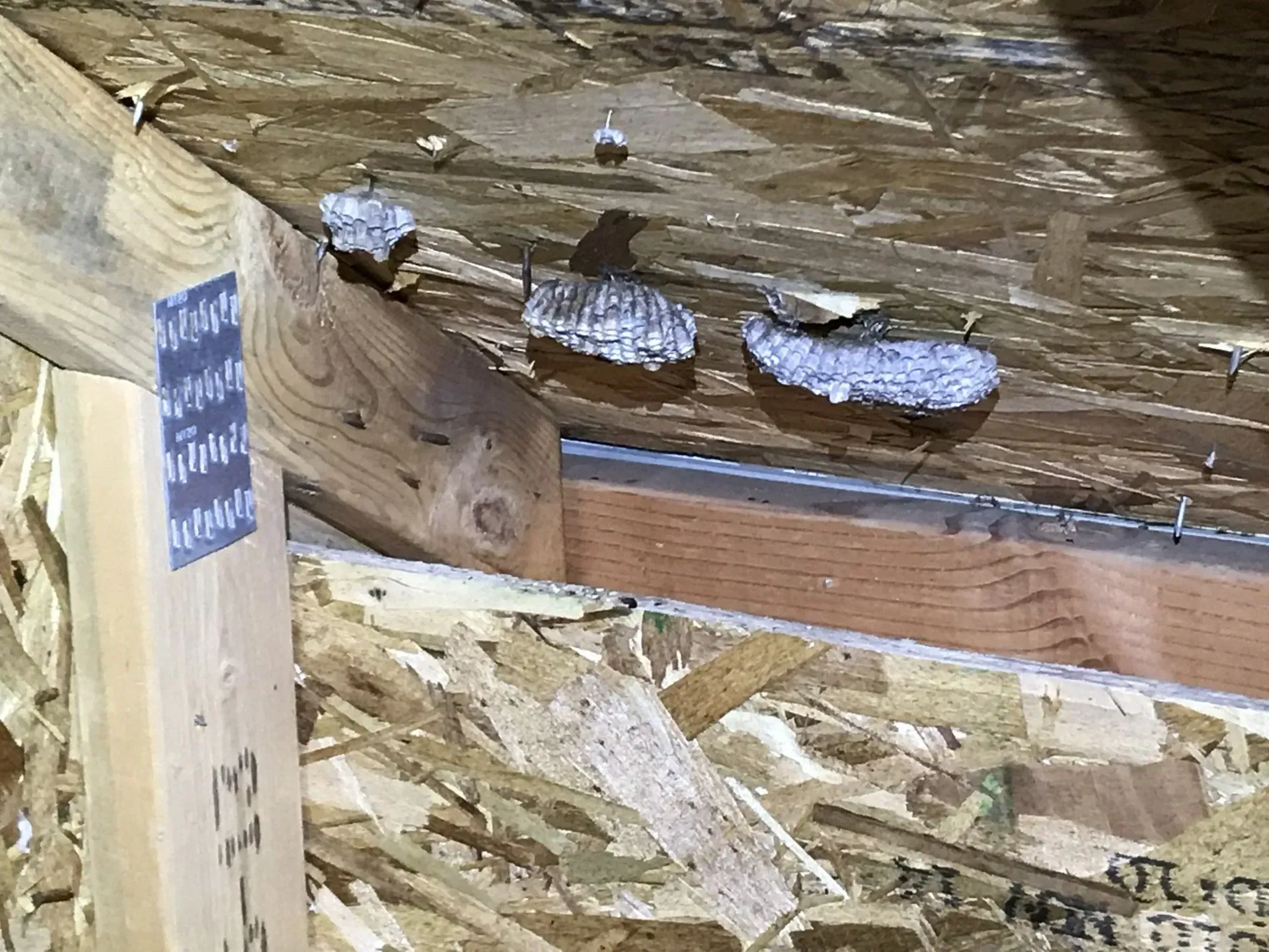 Paper Wasps Nest in Attic Eves of a Home