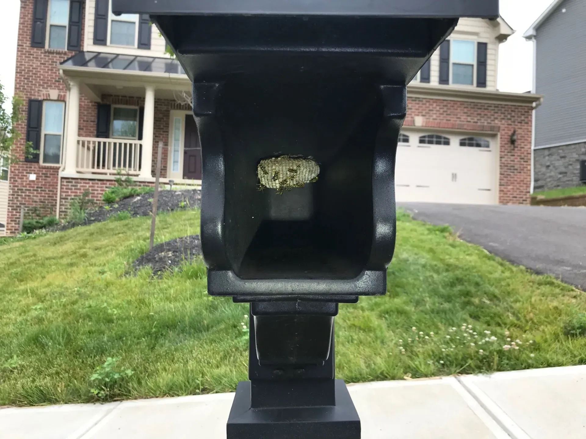 Paper Wasps Nesting in a Mailbox
