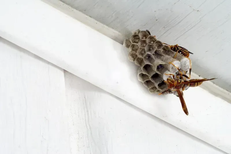 Paper Wasps Nest Behind Siding