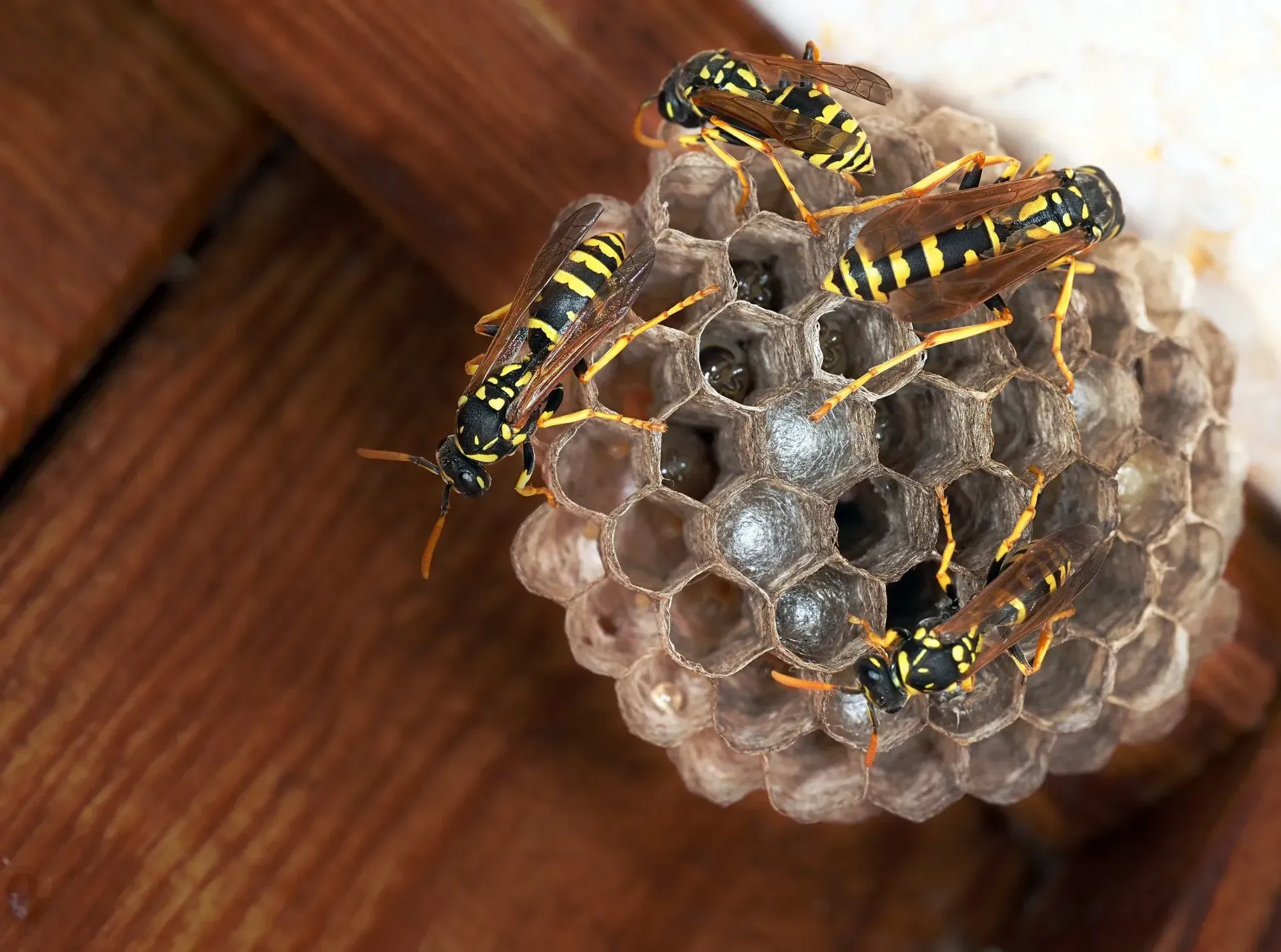 Nasty Paper Wasps Nests Under a Deck