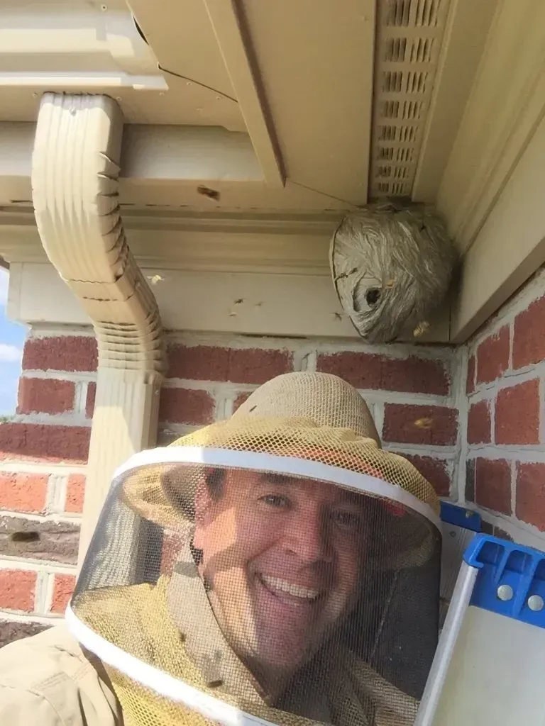 The Bee Man Removes a Yellow Jackets Nest