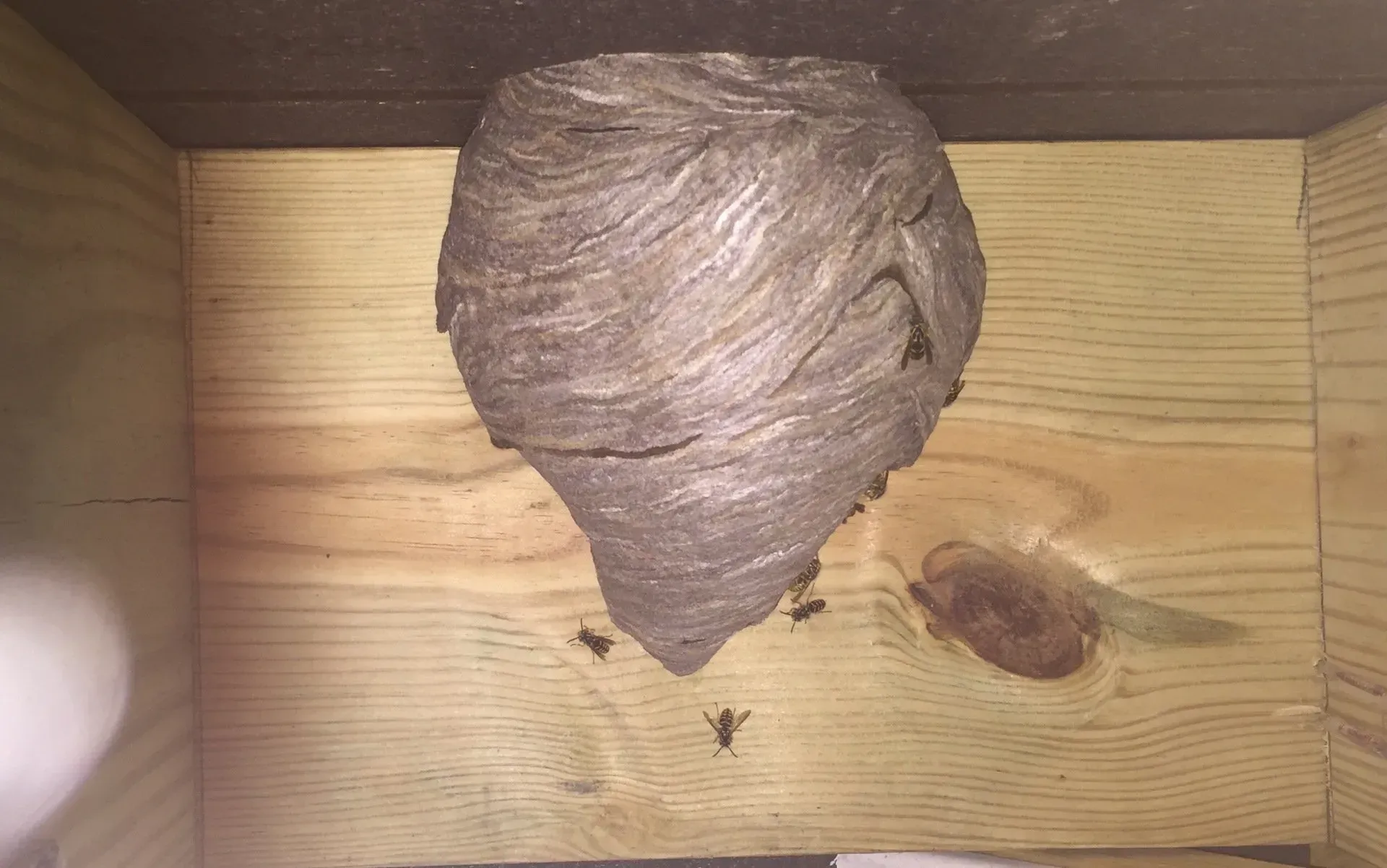 Nest of Yellow Jackets Under a Deck
