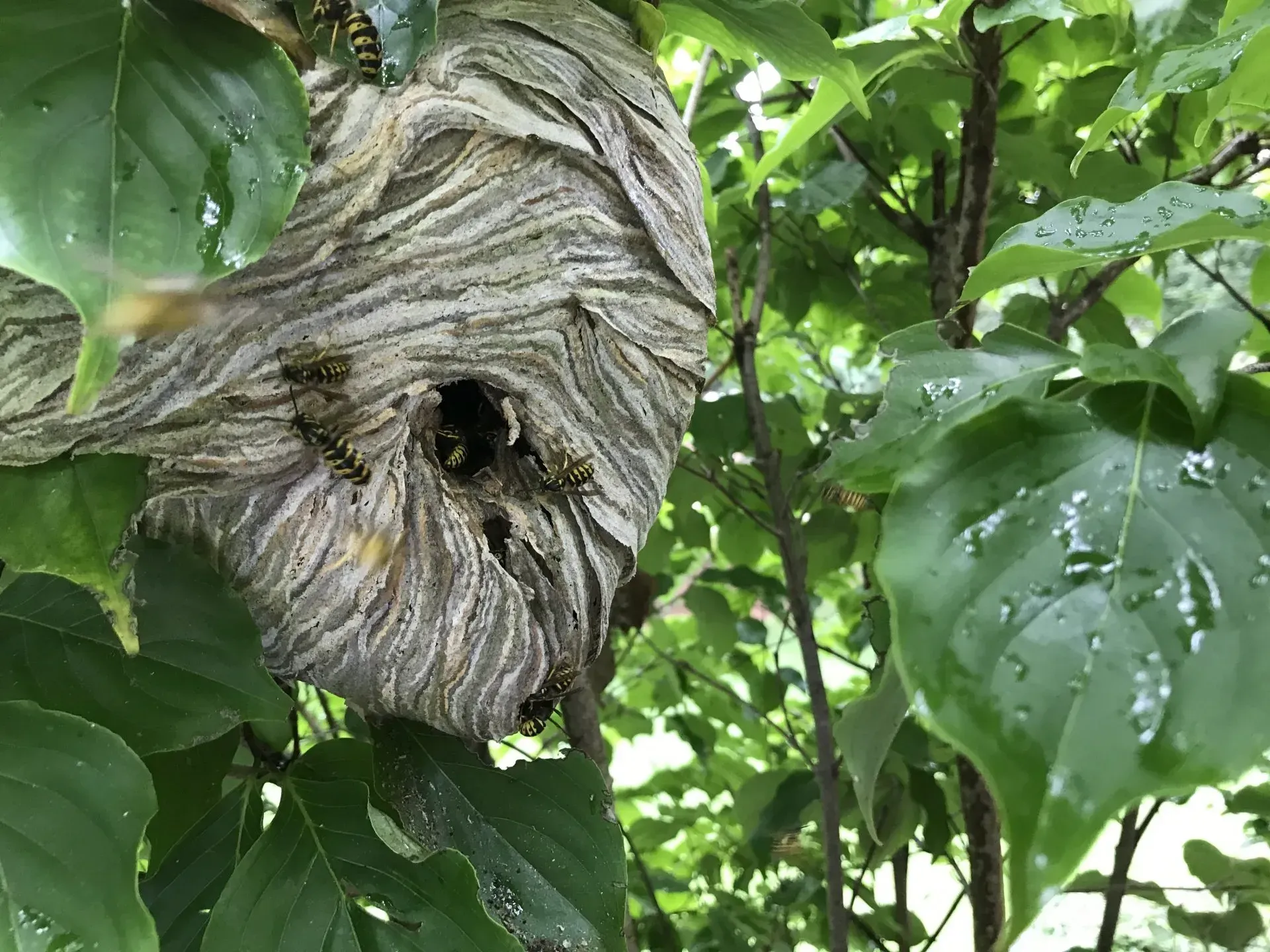 Yellow Jackets Nest