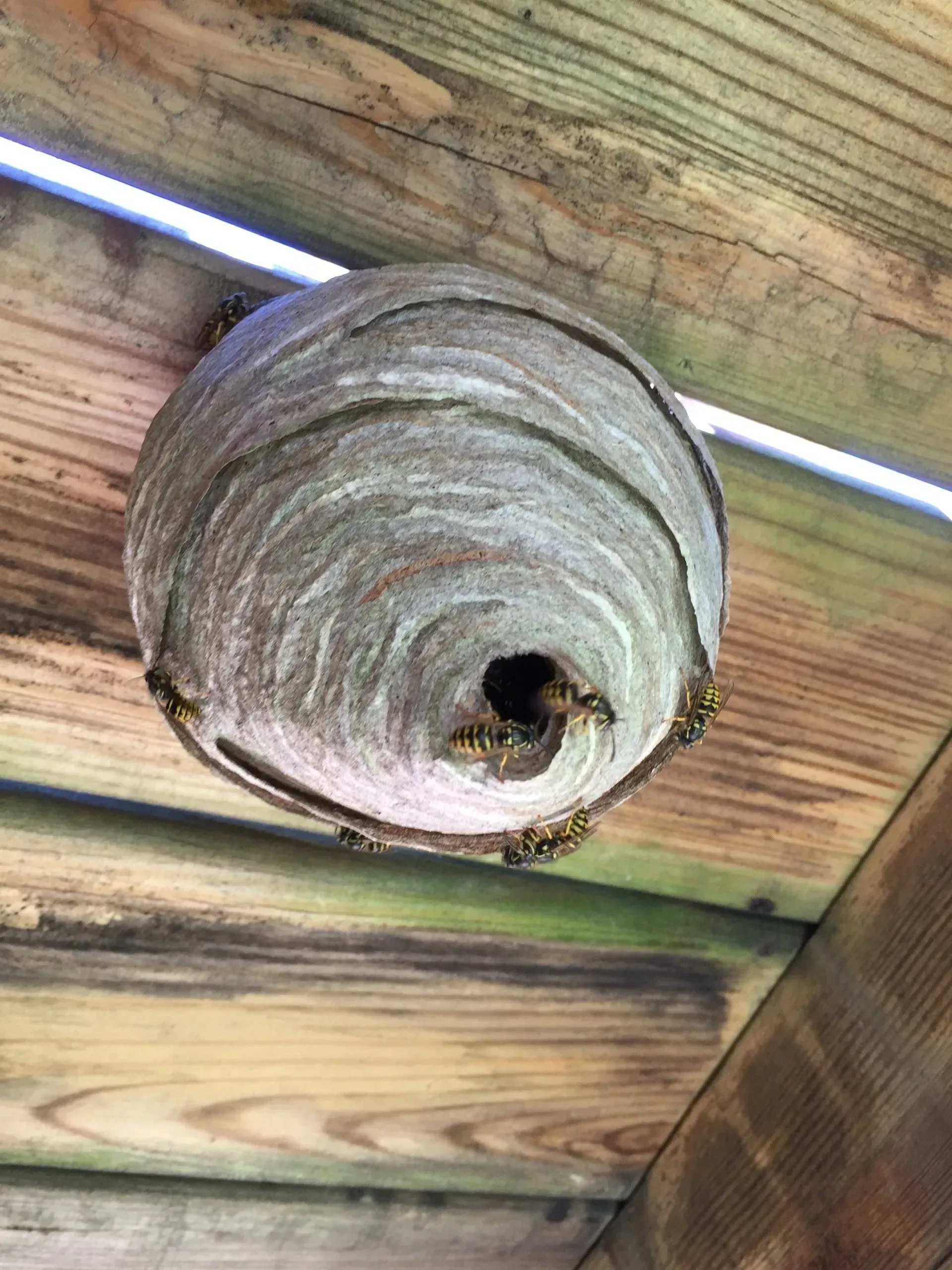 Yellow Jackets Nest