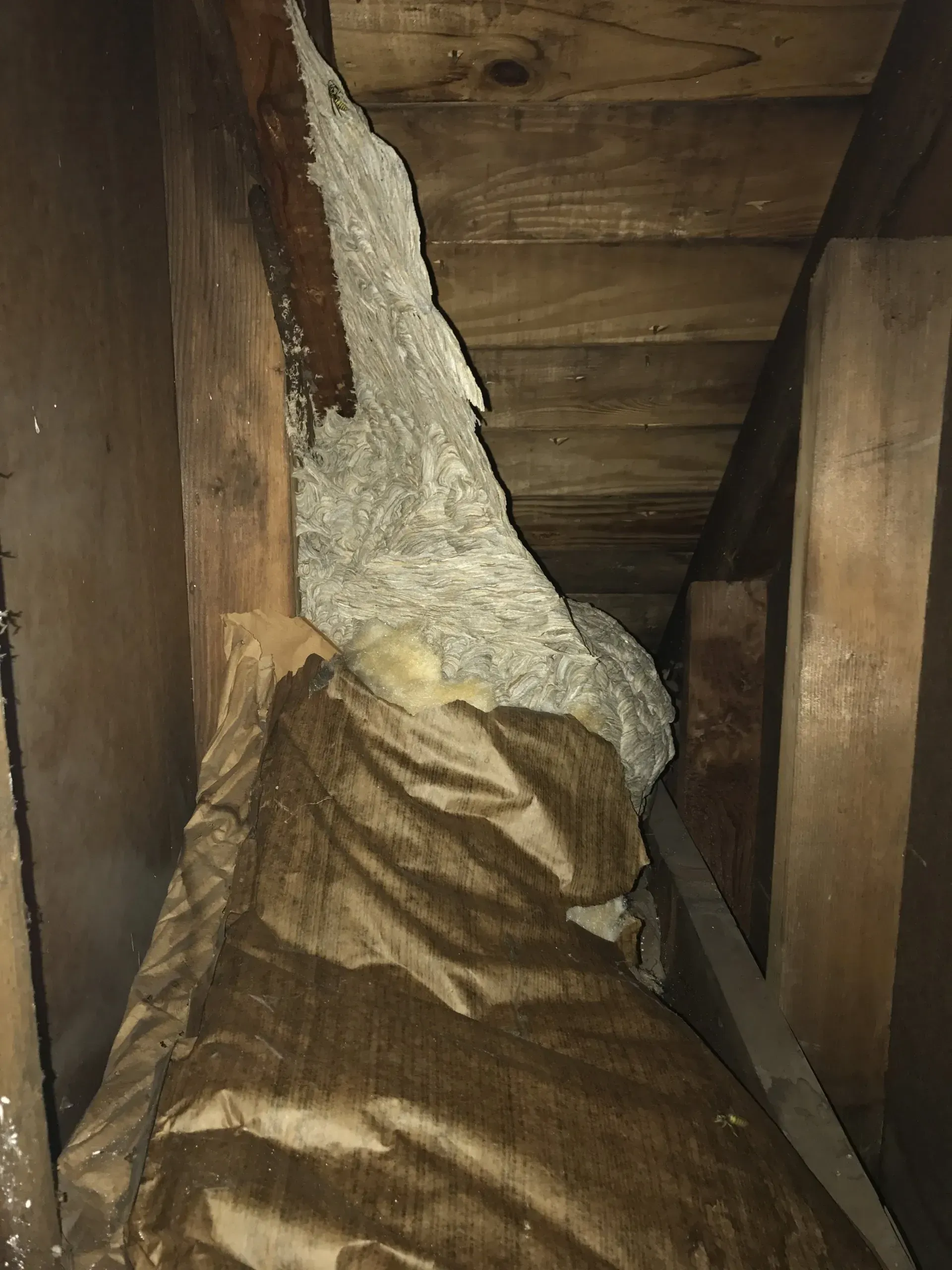Large Yellow Jackets Nest Behind Wall