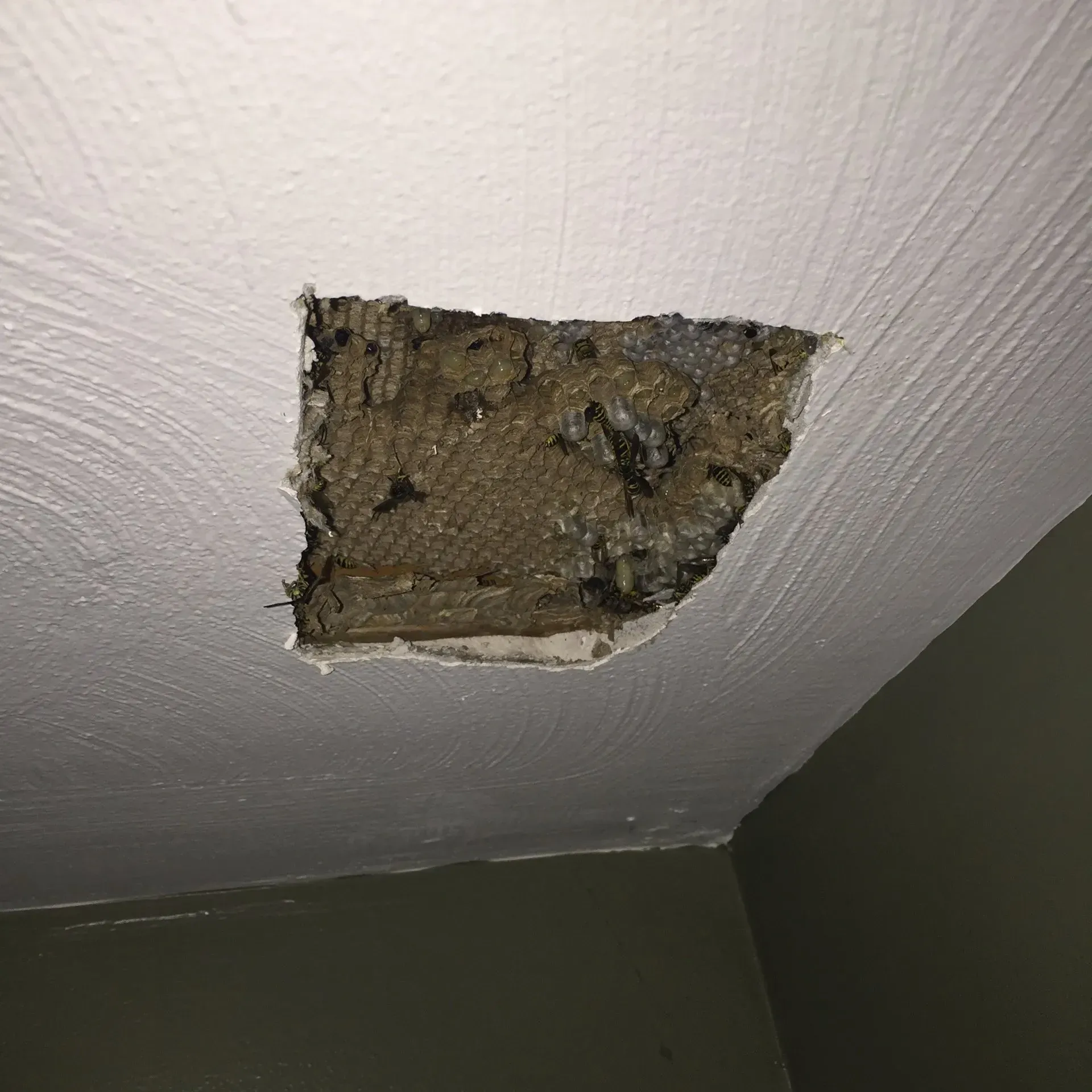 Yellow Jacket Wasps in a Ceiling