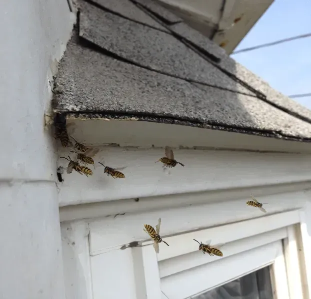 Yellow Jacket Bees Nesting in a Wall