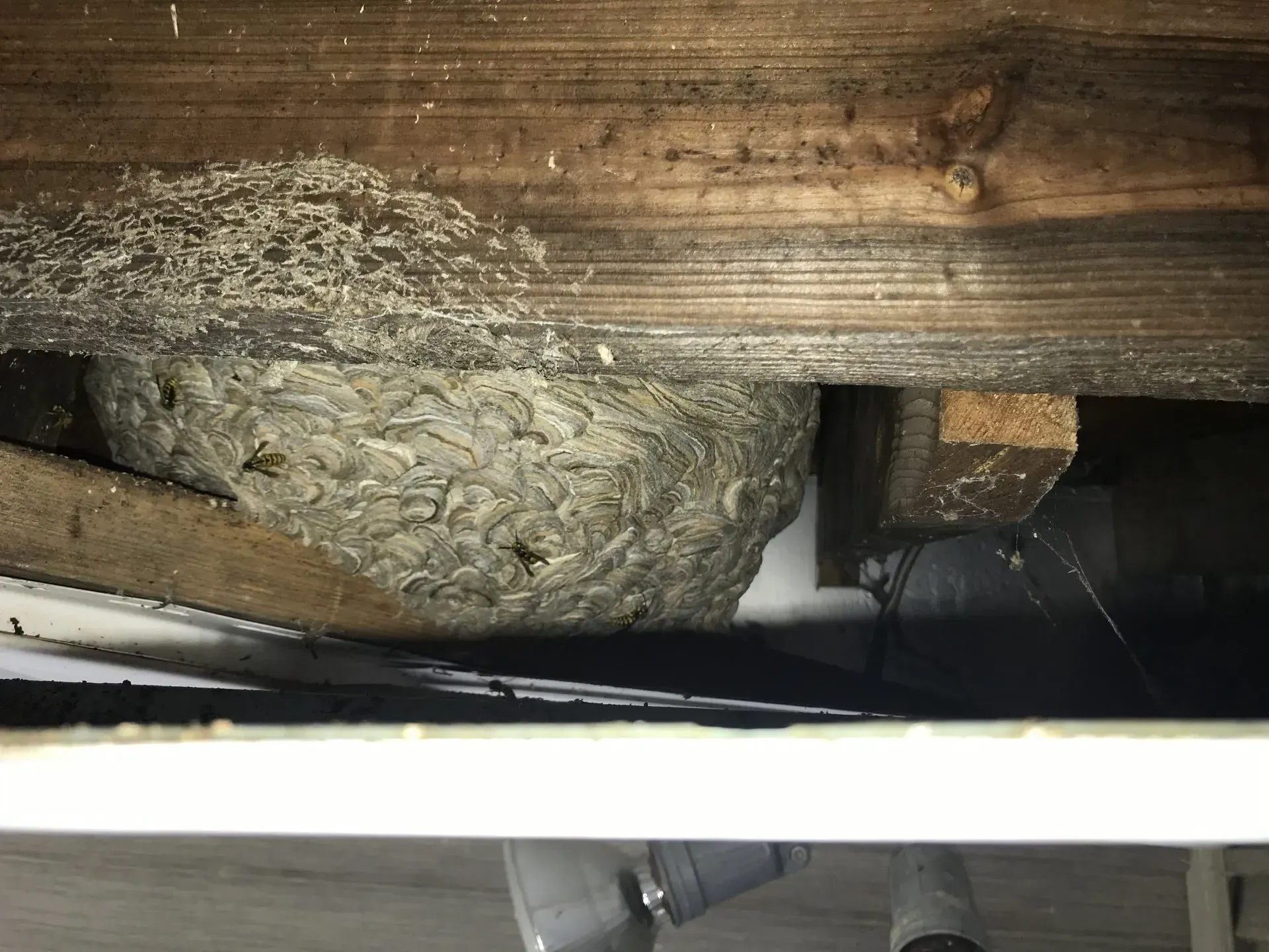 Yellow Jacket Wasps Nesting in an Overhang of a Home