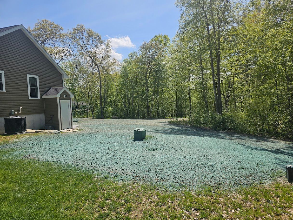 Backyard with new grass seed, treated in blue, next to a house and trees.
