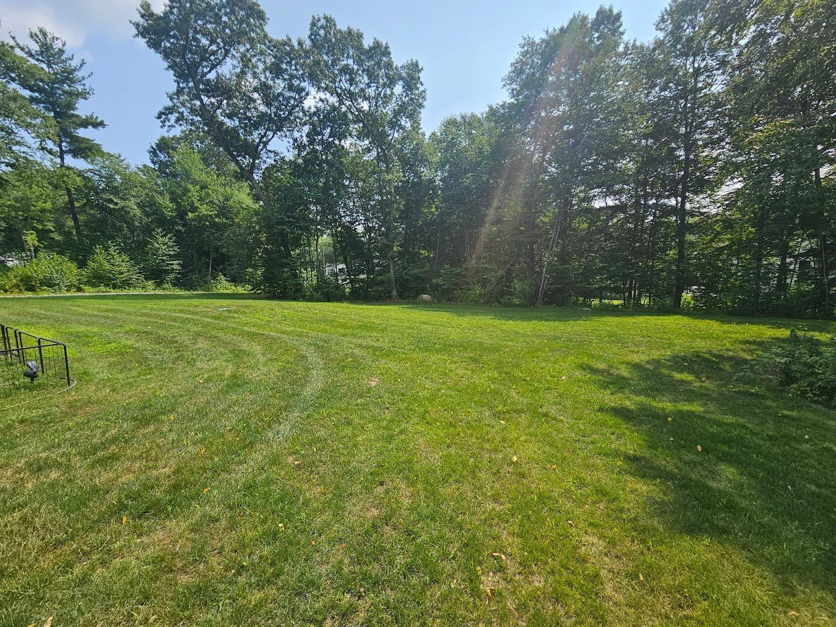 Green grassy yard with trees in the background on a sunny day.