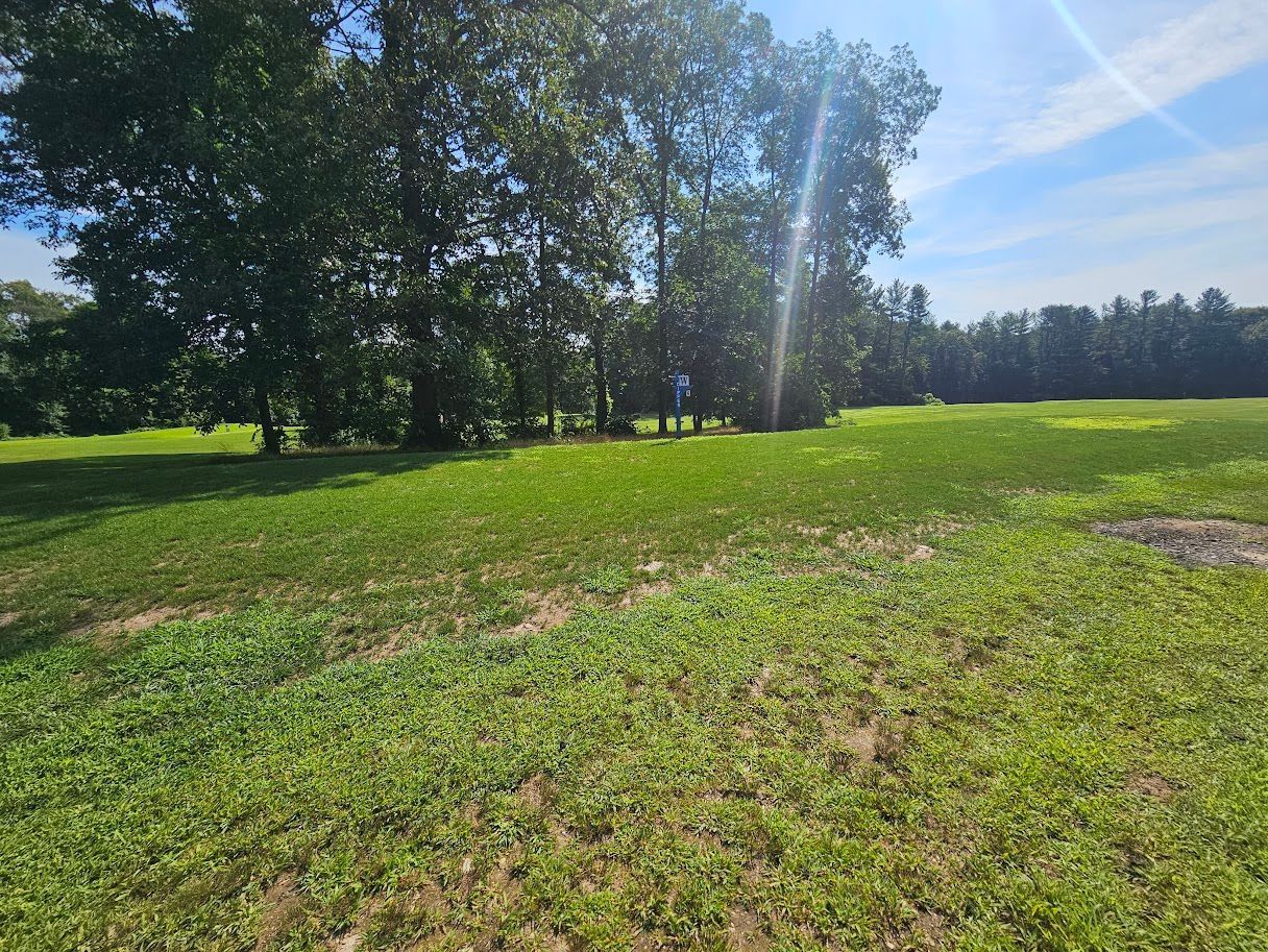 A grassy, sunlit field bordered by a dense line of green trees under a clear blue sky