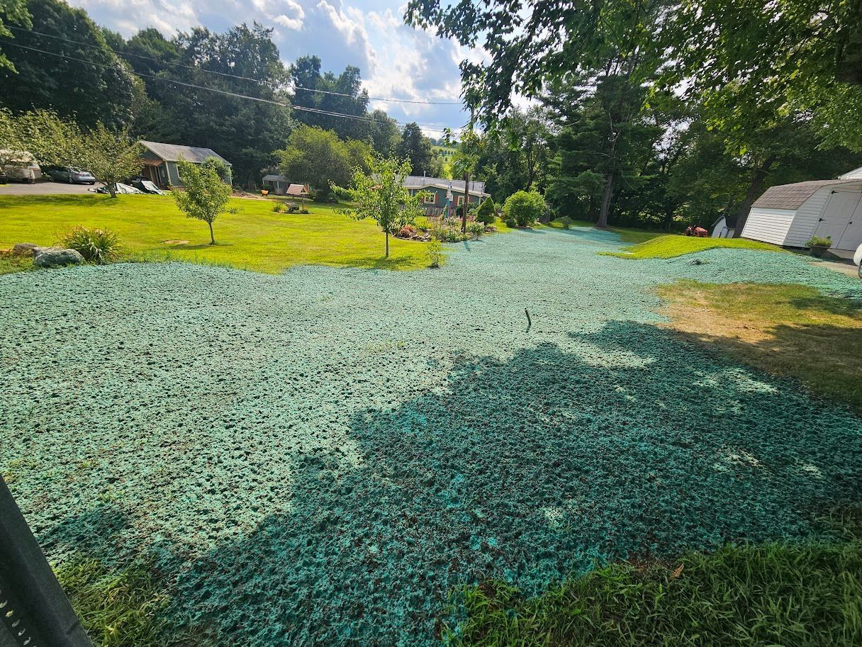 A large lawn covered in a layer of bright green hydroseeding mulch, surrounded by grass, trees, and buildings